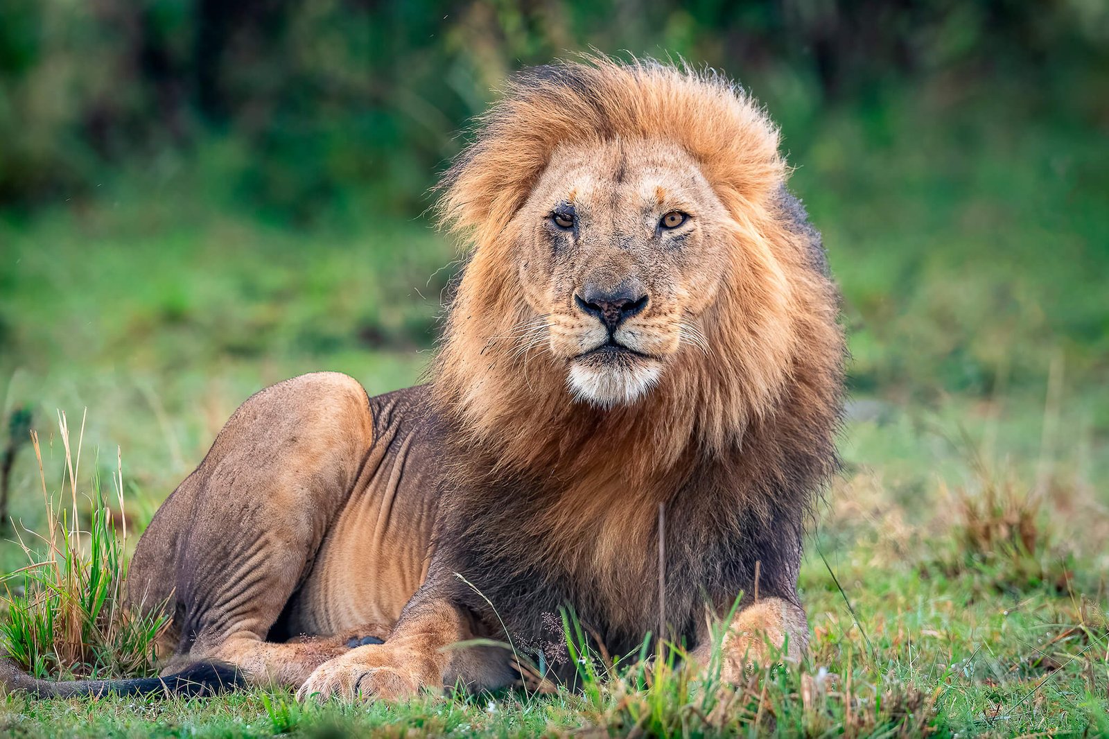 Pantanal: Kingdom of the Jaguar